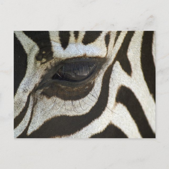 Zebra, nära Öga Vykort (Framsida)