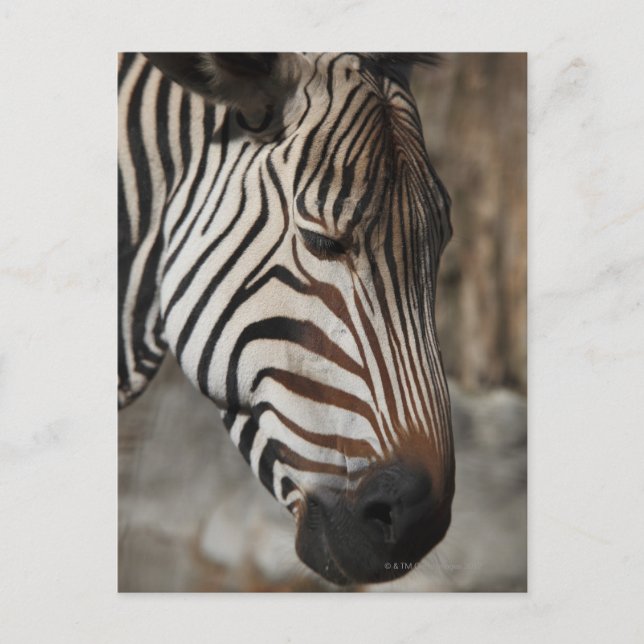 Zebra, nära vykort (Framsida)