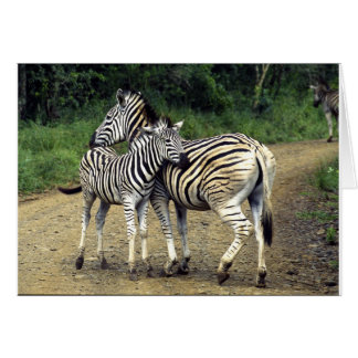 zebra och Baby Hälsningskort