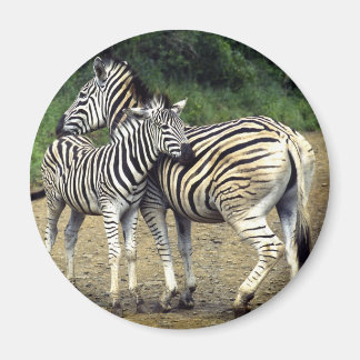 zebra och Baby Magnet