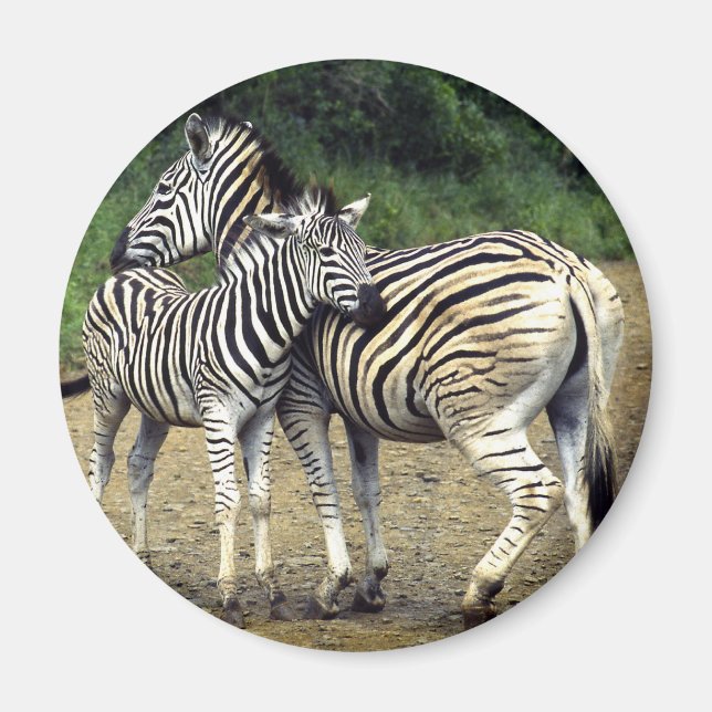 zebra och Baby Magnet (Framsidan)