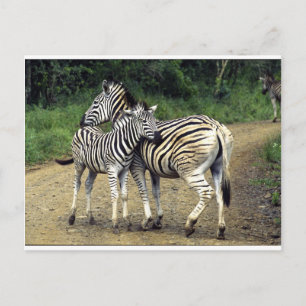 zebra och Baby Vykort