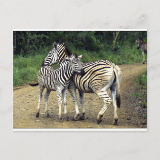 zebra och Baby Vykort