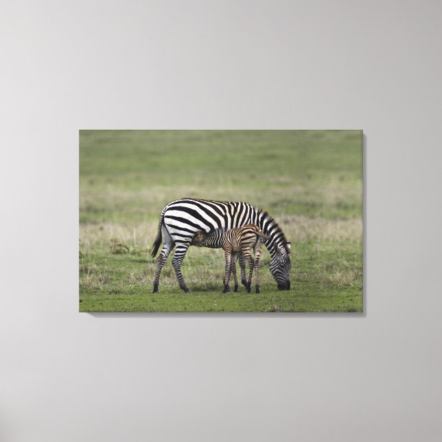 Zebra och diande föl, Tanzania Canvastryck (Framsida)