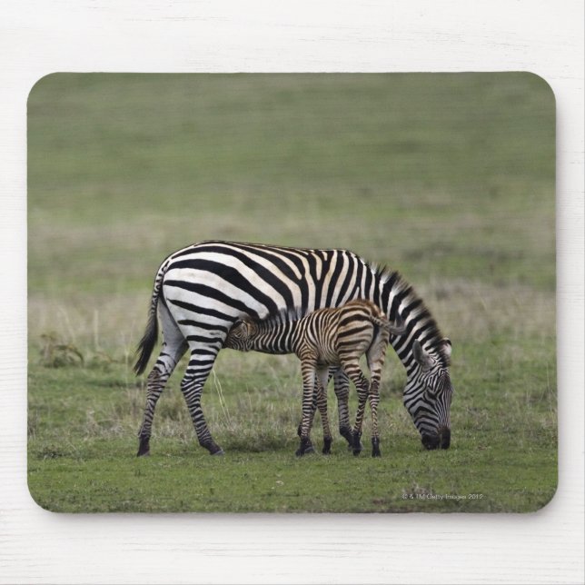 Zebra och diande föl, Tanzania Musmatta (Framsidan)