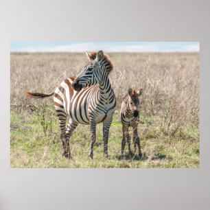 Zebra och Foal Poster
