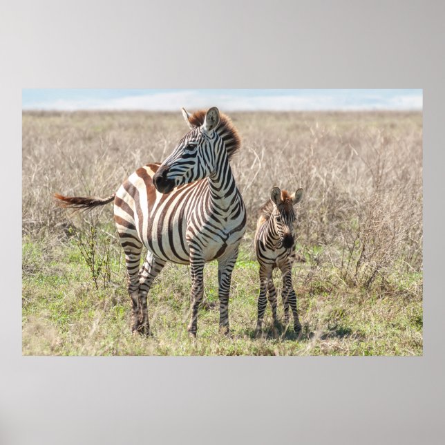 Zebra och Foal Poster (Framsidan)