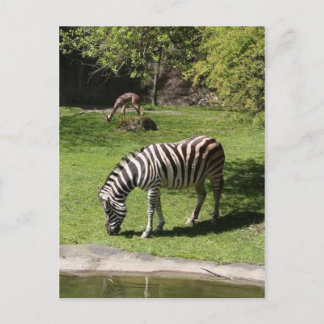 Zebra och Gazelle Vykort