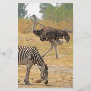 Zebra och Ostrich, Botswana..jpg Stationery Brevpapper