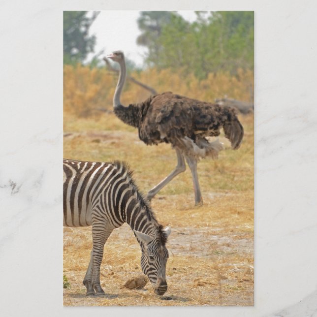 Zebra och Ostrich, Botswana..jpg Stationery Brevpapper (Framsida)