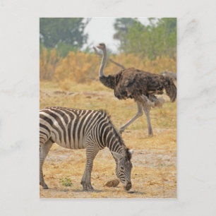 Zebra och Ostrich TomWurl.jpg Vykort