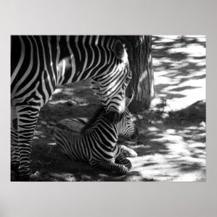 zebra och unge poster