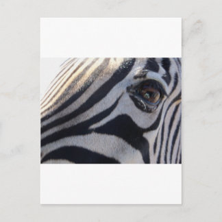 Zebra Öga Vykort