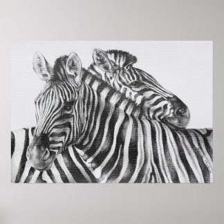Zebra Original Pencil Teckning Poster