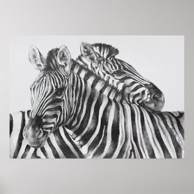 Zebra Original Pencil Teckning Poster (Framsidan)