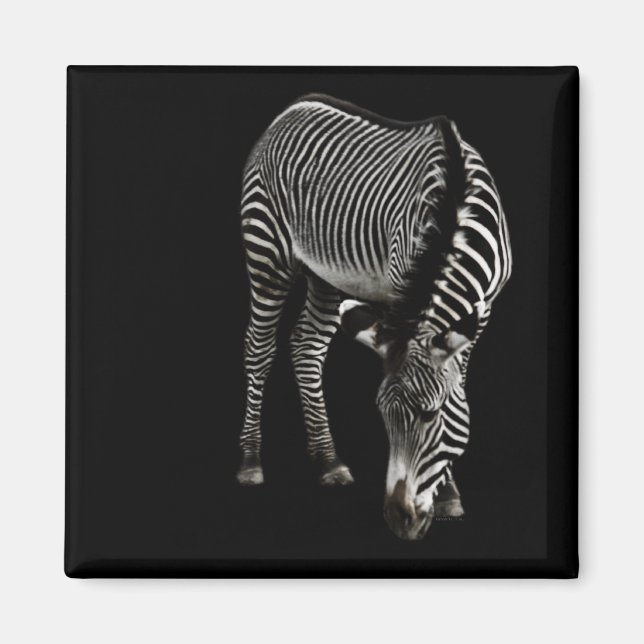 Zebra P4435 Magnet (Framsidan)