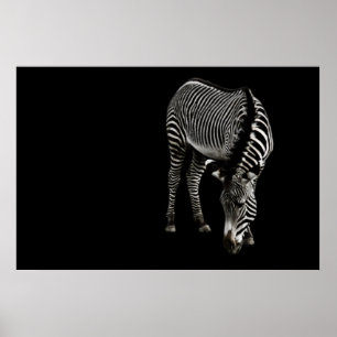 Zebra P4435 Skriv ut Poster
