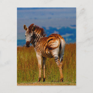 Zebra på berget vykort