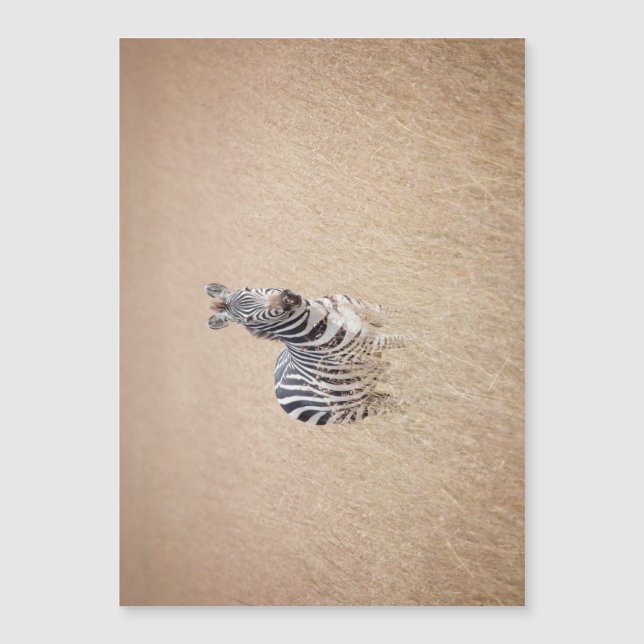 Zebra på högt gräs (Framsida)