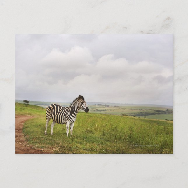 Zebra på landsbygden, södra Afrikan Vykort (Framsida)