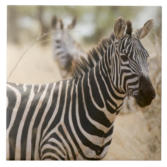 Zebra på Meru National Park, Kenya. Kakelplatta (Framsidan)