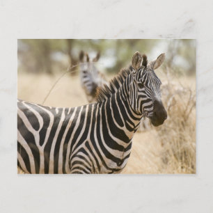 Zebra på Meru National Park, Kenya. Vykort
