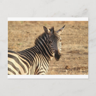 Zebra på Savannah Vykort