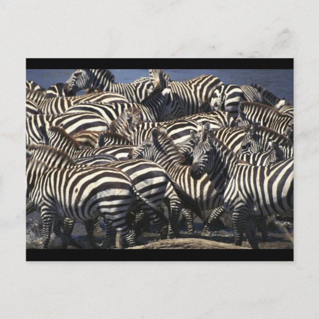 Zebra Pack Vykort (Framsida)