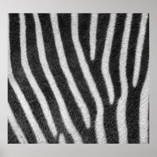 Zebra Päls Animal Mönster Poster