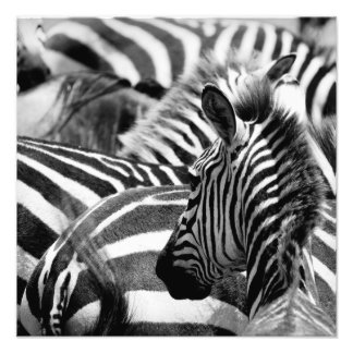 Zebra Photo Fototryck