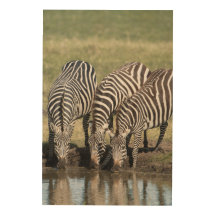 Zebra Photo i en naturlig afrikansk miljö