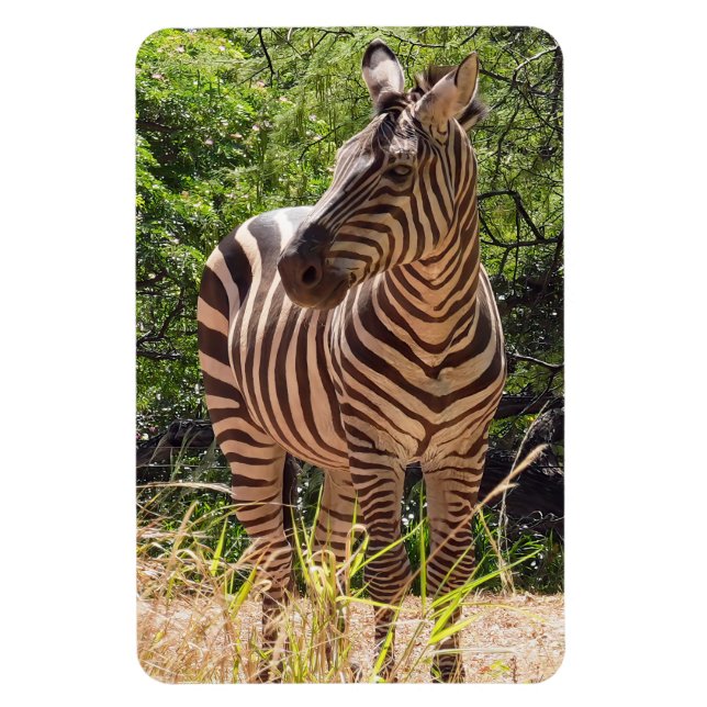 Zebra Photo Magnet (Vertikal)