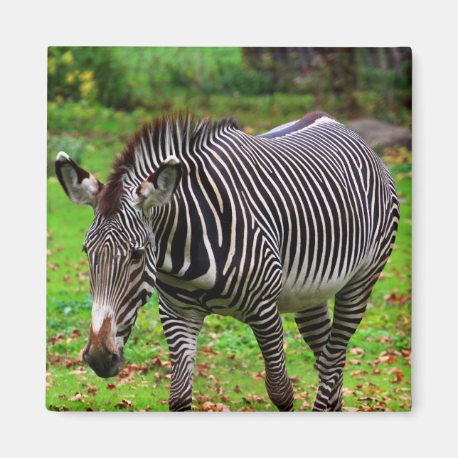 Zebra Photo Magnet (Framsidan)