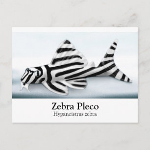 Zebra Pleco-vykort Vykort