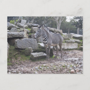 Zebra Pop Vykort