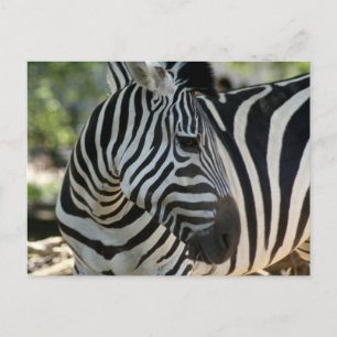 Zebra Pose-vykort Vykort