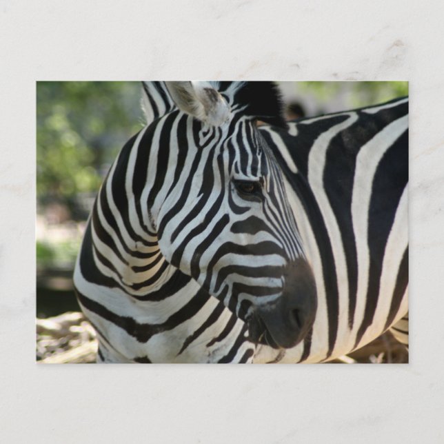 Zebra Pose-vykort Vykort (Framsida)