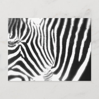 Zebra Postcard Vykort