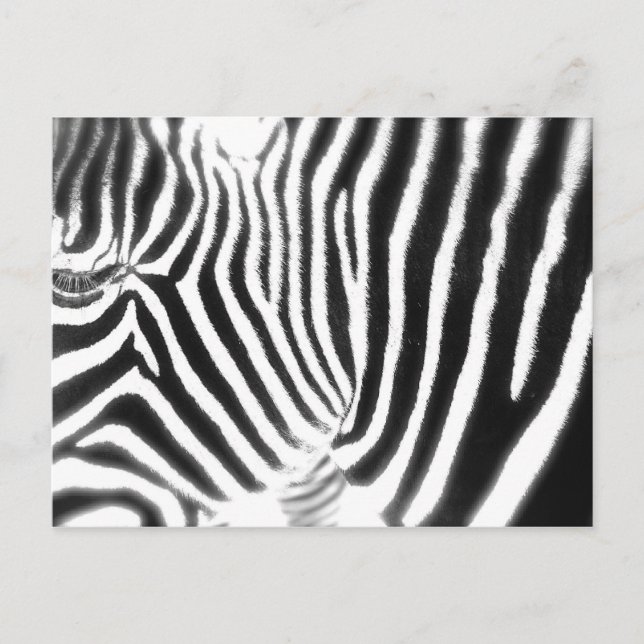 Zebra Postcard Vykort (Framsida)