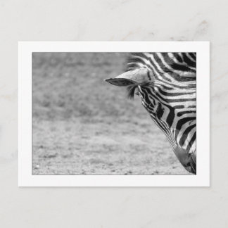Zebra Postcard Vykort
