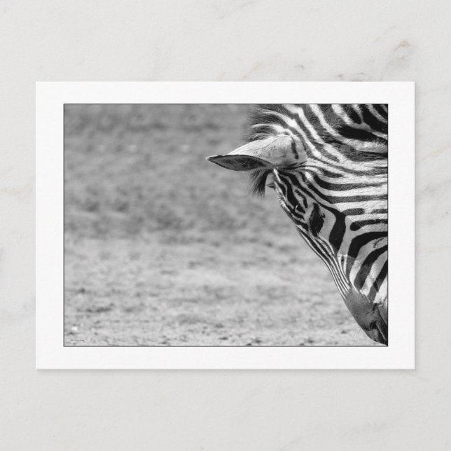 Zebra Postcard Vykort (Framsida)