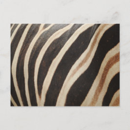 Zebra Postcard Vykort