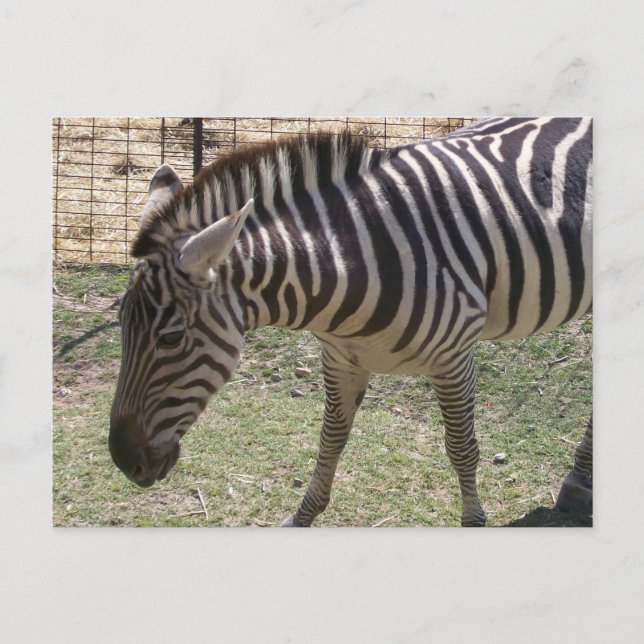 Zebra Postcard Vykort (Framsida)