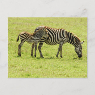 Zebra Postcard Vykort
