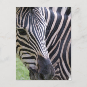 Zebra Postcard Vykort