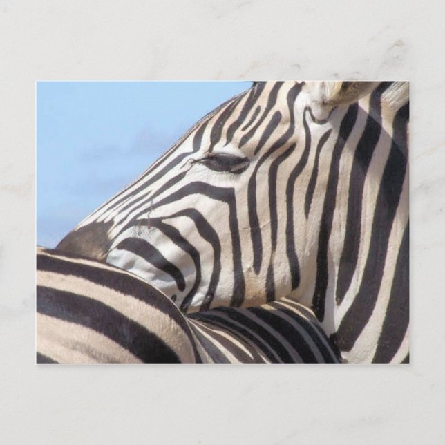 Zebra Postcard Vykort (Framsida)