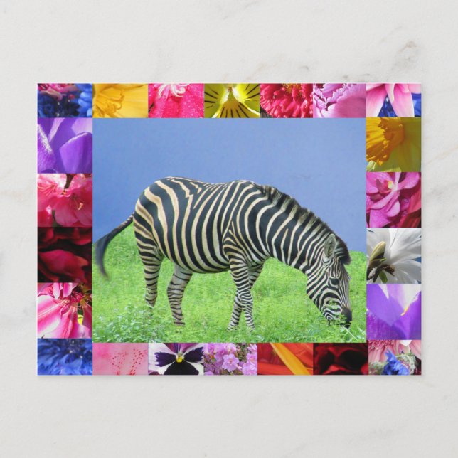 Zebra Postcard Vykort (Framsida)