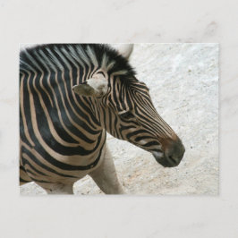 Zebra Postcard Vykort