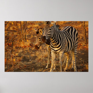 Zebra Poster