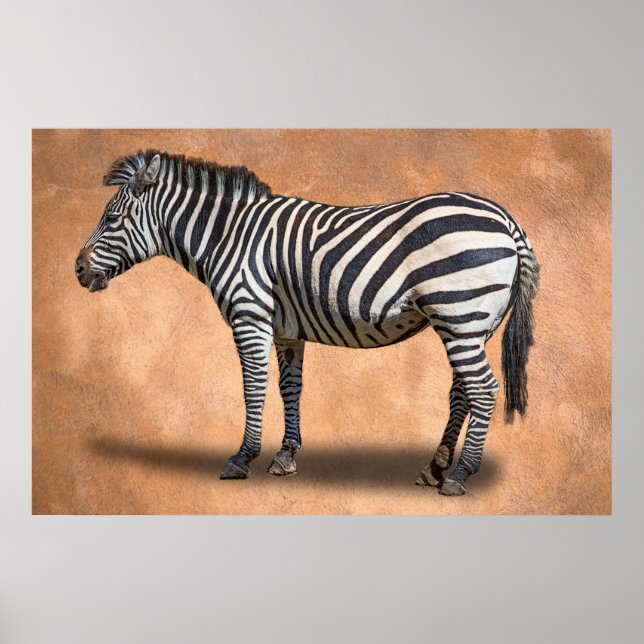 ZEBRA POSTER (Framsidan)